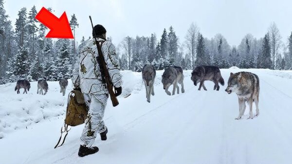 A Pack of Wolves Surrounded this Wounded Man