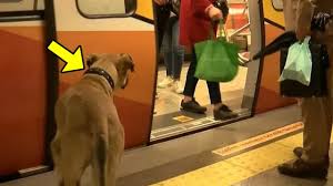 A dog takes the subway every day, and a man puts a tracker on him And Then Follows Him