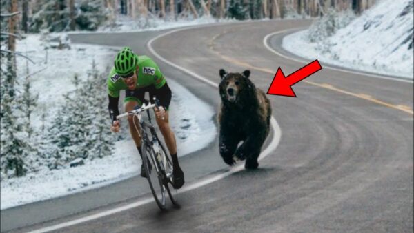 Biker Chased by a Giant Grizzly Bear – The Surprising Reason Will Shock You